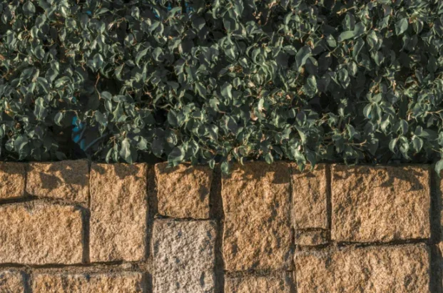Segmental concrete-block retaining wall beneath a hedge